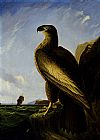 Washington Sea Eagle